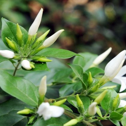 Mallige (Shankarapura)