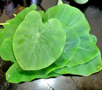 Colocasia Leaf - Patrode - Arbi  ( Seasonal )